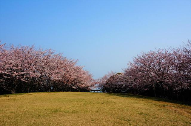 青ノ山の桜