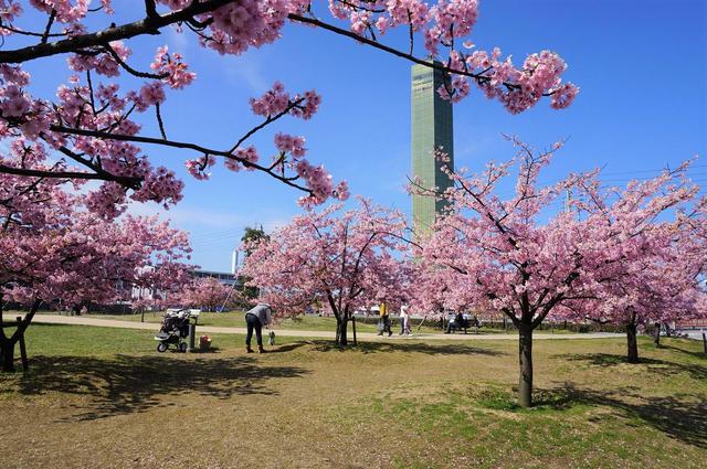 『さくらの広場』河津桜が見頃を迎えました（2020/3/3）