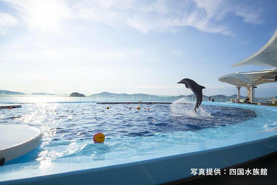 水族館観光コース